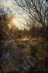 Winter sunrise in a snow-covered forest. Sun rays on tree branches and yellow dried grasses. Digital watercolor painting.