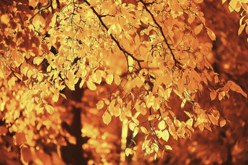 abstract autumn fall background leaves yellow nature october wallpaper seasonal