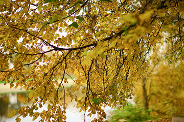 fallen leaves seasonal abstract background