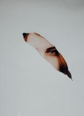 close up of a head