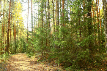 summer landscape in forest background panorama nature summer season landscape trees