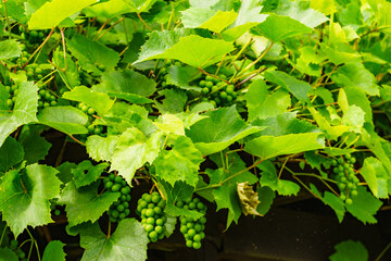 Green vine grapes on tree