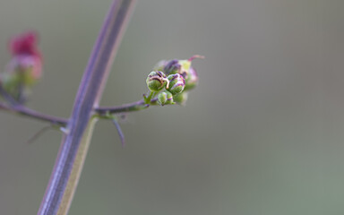 Flower coming out of bud close up with plain background