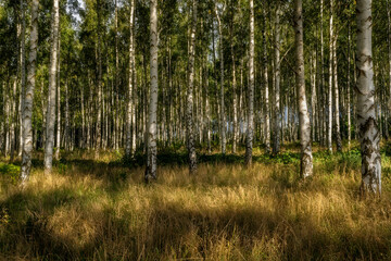 Birches in yellow autumn birch forest with golden sunlight.
