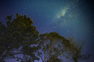 Low angle shot of green trees under a clear starry sky - Powered by Adobe