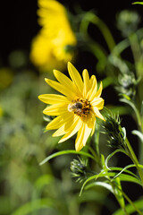 eine weidenblättrige Sonnenblume mit einer Hummel im sonnenschein