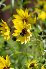 eine weidenblättrige Sonnenblume mit einer Hummel im sonnenschein