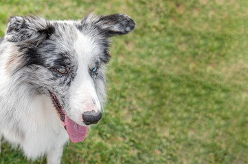 Portrait of young Australian Shepherd Dog