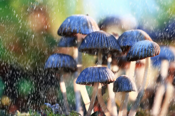 small inedible mushrooms, poisonous mushrooms forest background macro nature wild