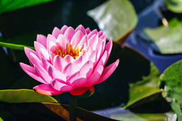 Beautiful pink waterlily or lotus flower in pond