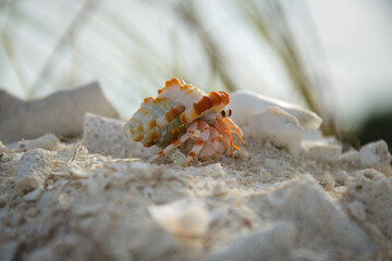 seashell on the beach