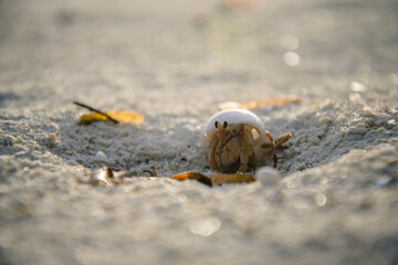 curious crab on the beach
