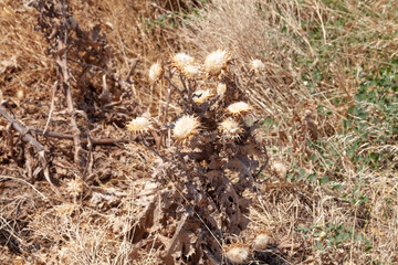 Thorny steppe plant  - Dry thorny plant Tatarnik