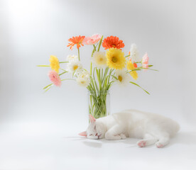 白猫と花　デイジー　白背景