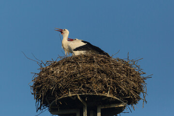 two white storks (ciconia ciconia) in nest with blue sky