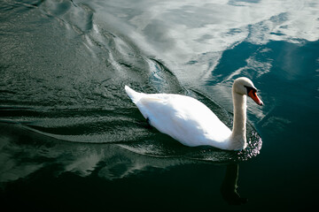 Swans swim in a lake in the mountains