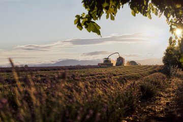 Lavendelfeld Ernte in der Provence