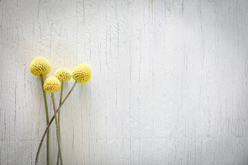 Flat lay image featuring yellow Billy Buttons flowers on white wood grain background