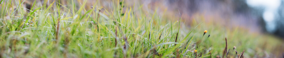 Landscape panorama of meadow with green grass and trees and blue cloudy sky