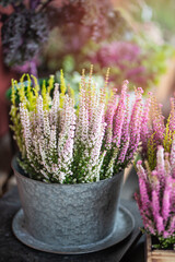 Heather flowers in a zinc pot outdoors in the sunlight