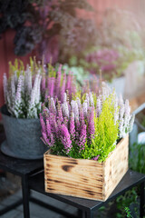 Heather flowers in a wooden box outdoors