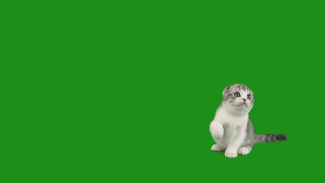 cat catches on a green screen