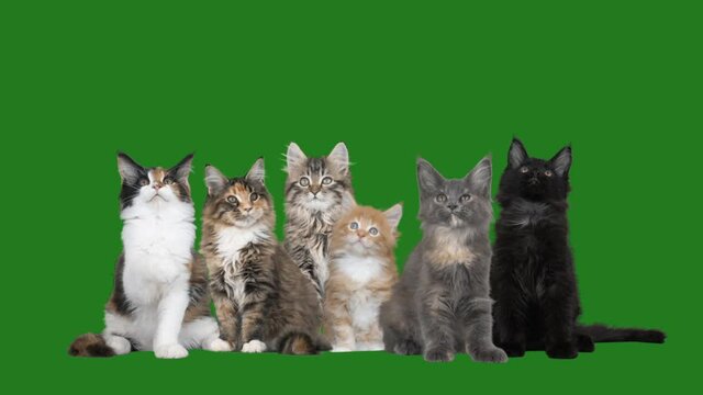 group of cats on a green screen