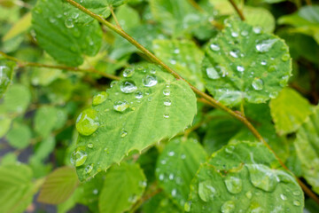 水滴がのった葉っぱ
