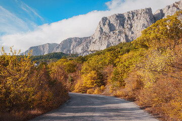 Asphalt road in a summer forest on a cloudy day. © Seleznov_Molchanova