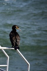 Kormoran