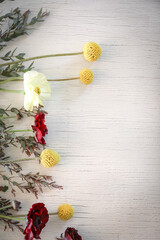 Flat lay image featuring Billy Button and Rununculas flowers on white background