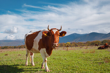 Fototapeta na wymiar Herd of cows on a summer green field