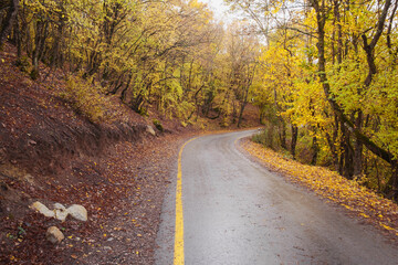 Obraz premium landscape autumn season in rainy day Travel and yellow leaves. Transportation. Empty highway in foggy woodland. Fall Road Trip