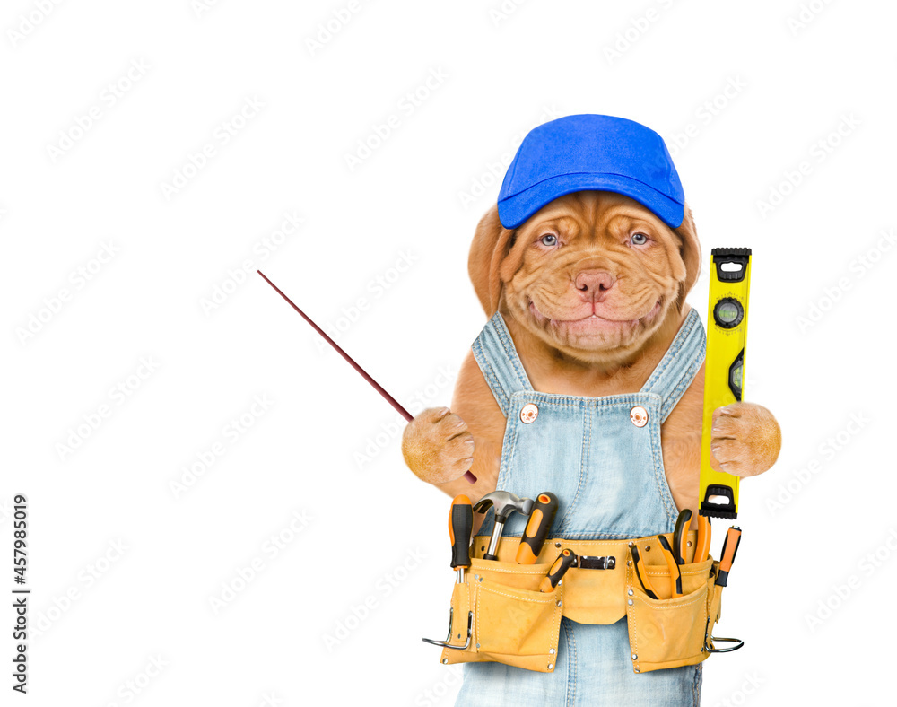 Poster happy mastiff puppy worker with blue cap and tool belt holding spirit level and pointing away on emp