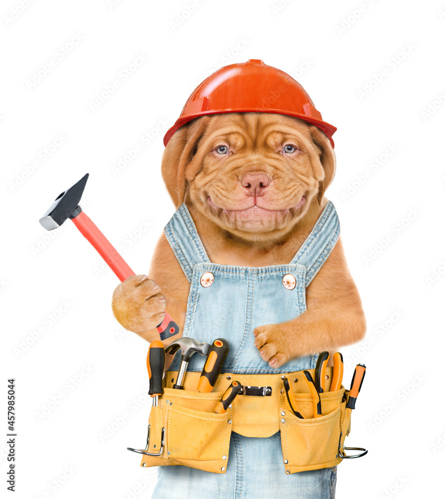 Poster funny puppy worker in hard hat with tool belt holding hammer. isolated on white background