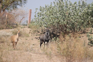 Male Nilgai and female Nilgai standing together in the forest, looking at the camera