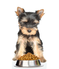 Yorkshire Terrier puppy sits with bowl of dry dog food. isolated on white background