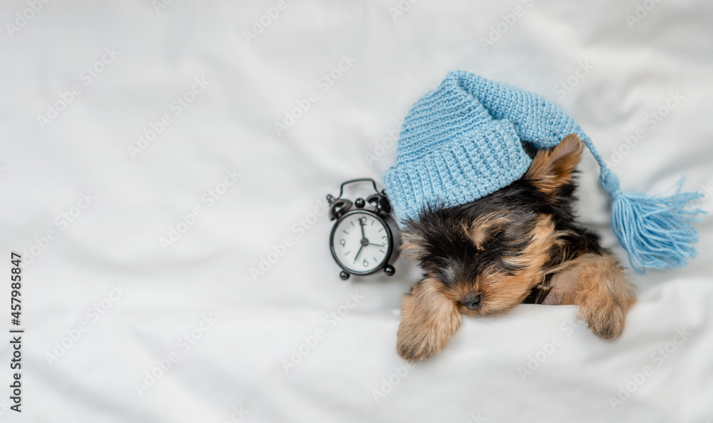 Poster yorkshire terrier puppy wearing warm hat sleeps with alarm clock under white warm blanket on a bed a