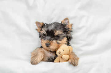 Cozy yorkshire terrier puppy sleeps on a bed at home and hugs favorite toy bear. Top down view