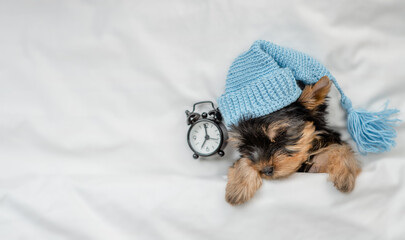 Yorkshire terrier puppy wearing warm hat sleeps with alarm clock under white warm blanket on a bed...