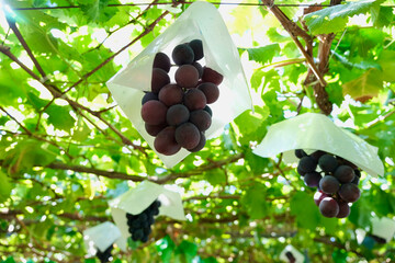 【山梨】勝沼観光農園のぶどう畑（ピオーネ）