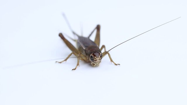 Brachytrupes portentosus, cricket bug isolated on a white background
