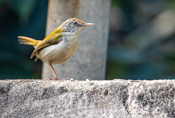 Tailor Bird Portrait while sitting on wall