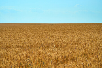 wheat field on blue sky. Dry grain harvest before harvest. Agriculture. Fit and quality. backdrop of ripening ears of yellow wheat field. Copy space on horizon in rural meadow. Close up nature rich.