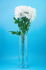 White chrysanthemum in a glass vase on a blue background