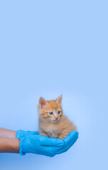 A ginger little kitten in the reliable hands of a veterinarian in blue medical gloves on a light blue background. Veterinary clinic for pets. Vertical banner with place for text - vaccination, allergy