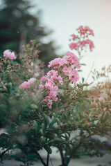 Fototapeta premium Pink leaves on flowers - gardening and floristry