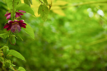 passion fruit flower