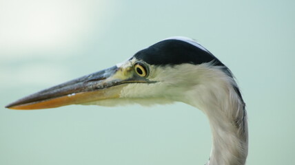 great blue heron