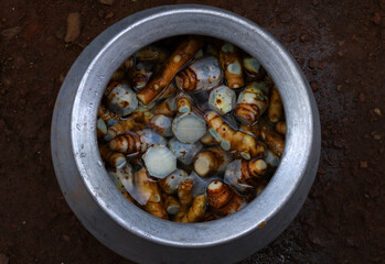 arrowroot is ready to process